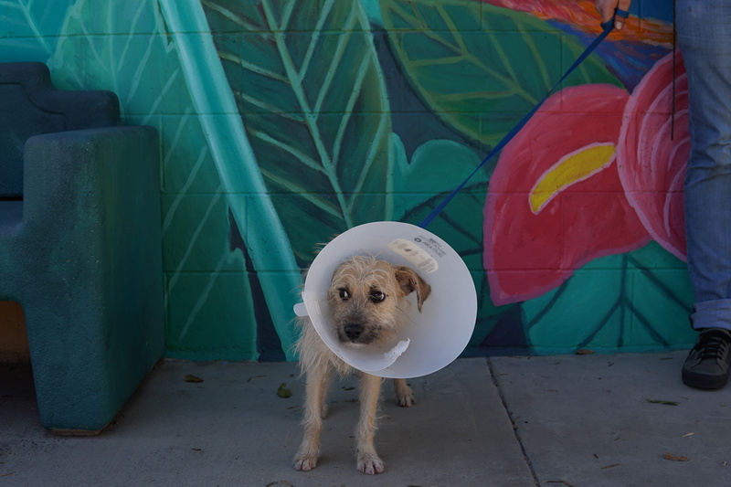 front view, animal, leash, apparel, footwear, clothing, no people, canine, shelter dog, pets, pet, looking at camera, looking, domestic animals, 4K, mammal