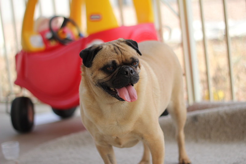 happy, 5K, Pug, mouth, lap dog, sticking out tongue, funny, rescued animal, cute, mouth open, domestic, vertebrate, mammal, pug, Funny, small, dog, portrait