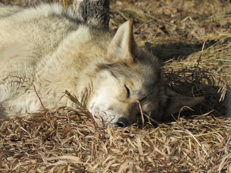 animal themes, Wolf, Sanctuary, rescue, animal head, fur, relaxation, animal wildlife, one animal, field, animals in the wild, Wolfdog, lying down, hay