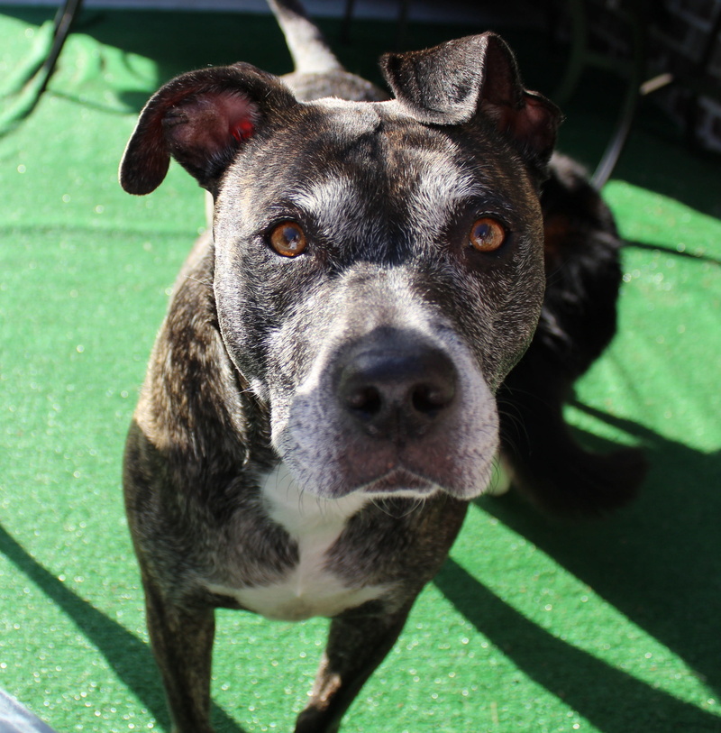 Dog, rescued, day, sunlight, domestic animals, portrait, Pit Bull, standing, black color, no people, snout, 2K, vertebrate, Pets, focus on foreground
