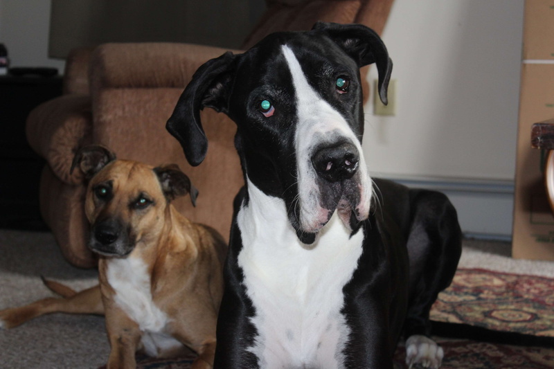 friends, mammal, domestic animals, animal head, great dane, vertebrate, portrait, no people, animal themes, domestic, looking at camera, canine, pets, focus on foreground