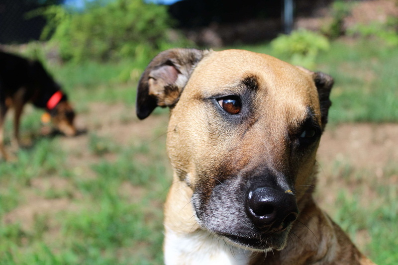 animal nose, canine, vertebrate, mammal, 4K, domestic, nature, day, face, dogs, animal body part, rescue dog, no people, focus on foreground, looking at camera
