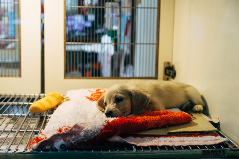 canine, one animal, animal shelter, mammal, puppy, pup, furniture, domestic animals, domestic, fawn, refugge, red, white, small, day, sleeping, resting