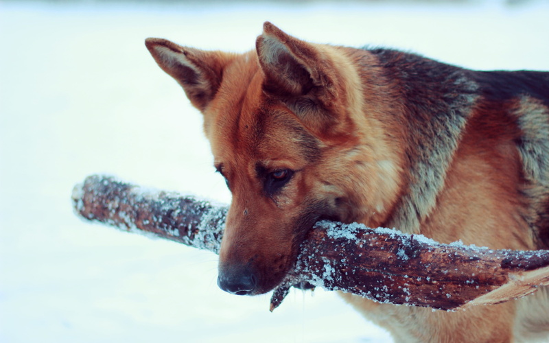 Snow, 2K, Shepherd, Dog, German