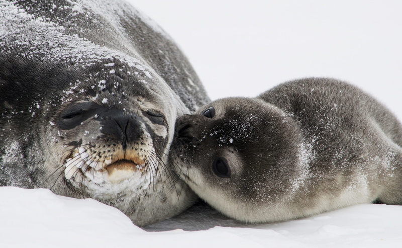 wildlife, cold temperature, Young, Seals, animal wildlife, Baby, animals in the wild, Animals, whisker, cute, Female, Kisses, Resting, Love, 2K, mammal