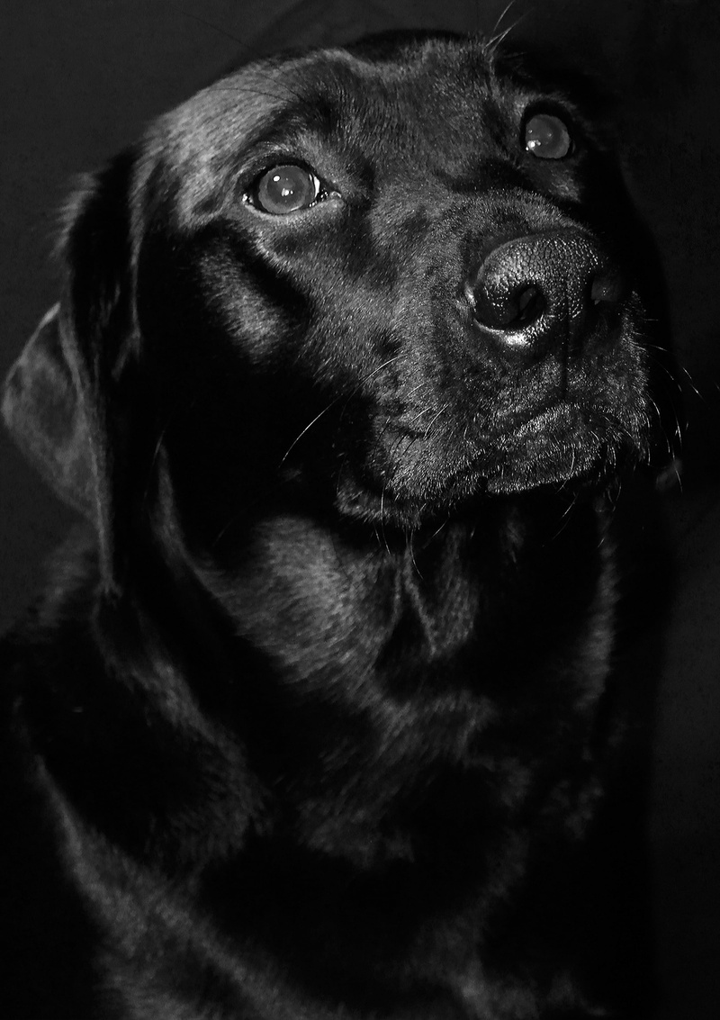 head, domestic animals, animal, one animal, vertebrate, adult, animal body part, lab, eyes, canine, mammal, pets, 2K, looking away, black color, studio shot