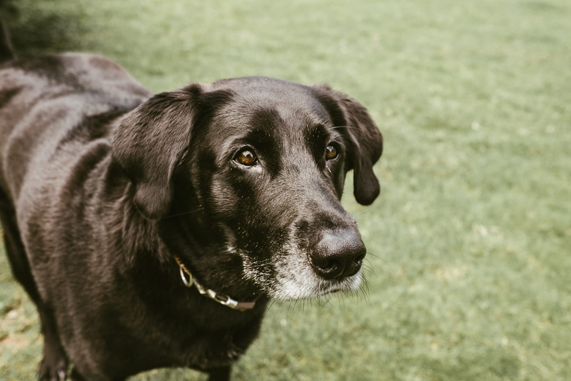 canine, black color, labrador, animal, retriever, labrador retriever, 1080P, captured, tanja heffner, family, land, one animal, pet, loyalty, fujifilm