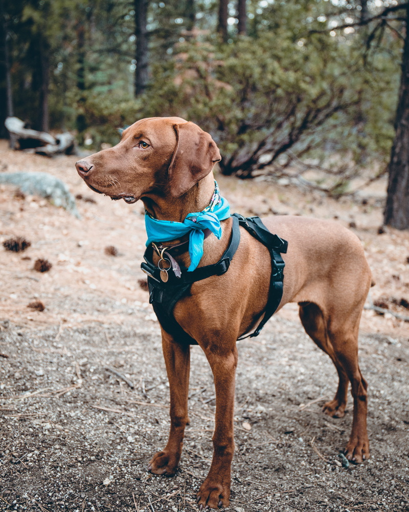 canine, pet, adult, walk, one animal, looking away, dog, day, standing, person, love, no people, animal themes, portrait, boxer, scarf, harness, mammal