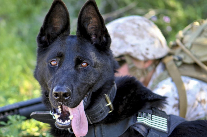 focus on foreground, no people, pets, american, animal head, usa, 1080P, military, German Shepherd, domestic animals, soldier, animal body part, love