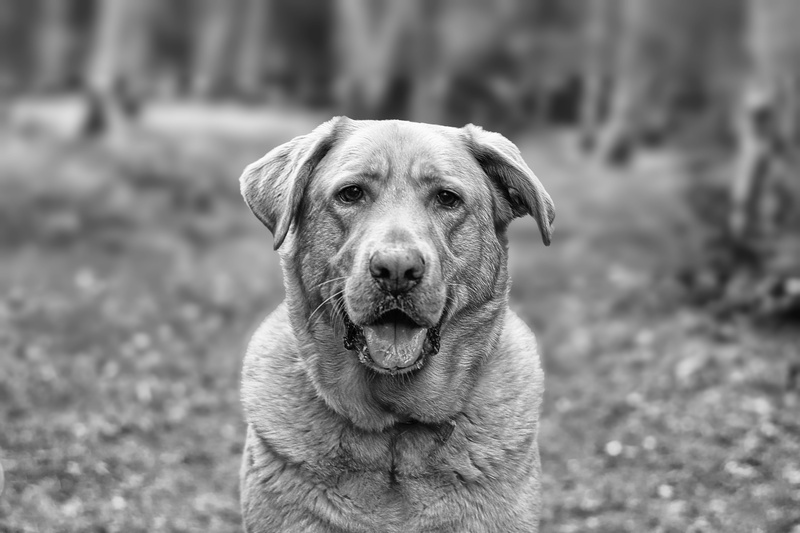 portrait, happy, 5K, day, adult, fur, love, smile, person, labrador, outdoors, close-up, nature, eyes, dog, domestic, looking at camera, pet, grayscale