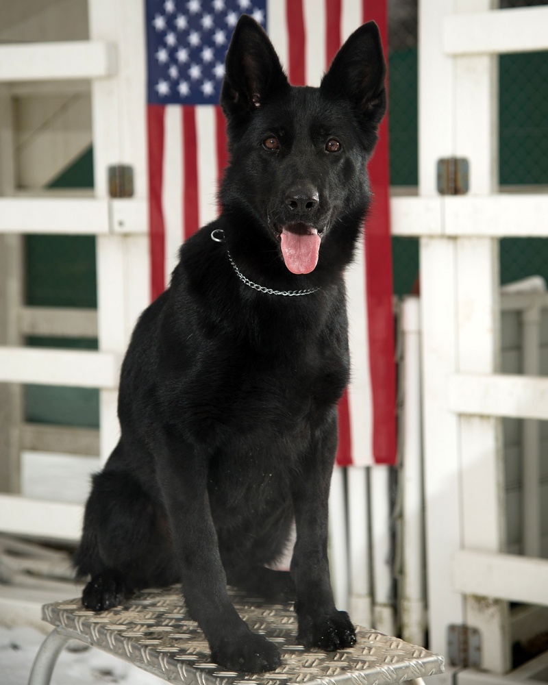 1080P, dog, canine, black, architecture, mouth open, trained, adult, day, alert, working dog, looking at camera, american, domestic, german shepherd, obedient