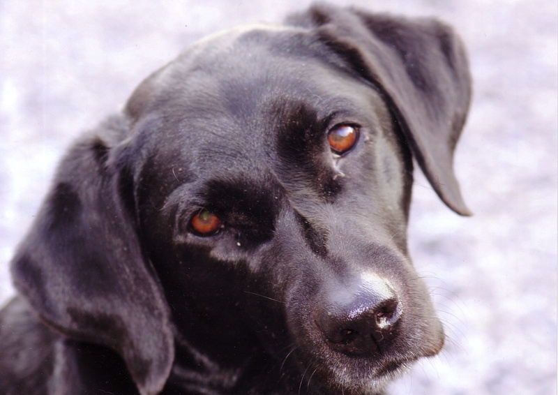 cute, pet, black, animal body part, looking, contemplation, head, animal eye, purebred, mammal, black color, looking at camera, no people, close-up, labrador