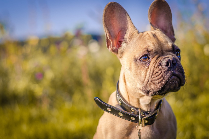 outdoors, domestic, animal head, face, green, mammal, collar, fawn, pet collar, portrait, companion, looking, black, canine, french, nature, one animal