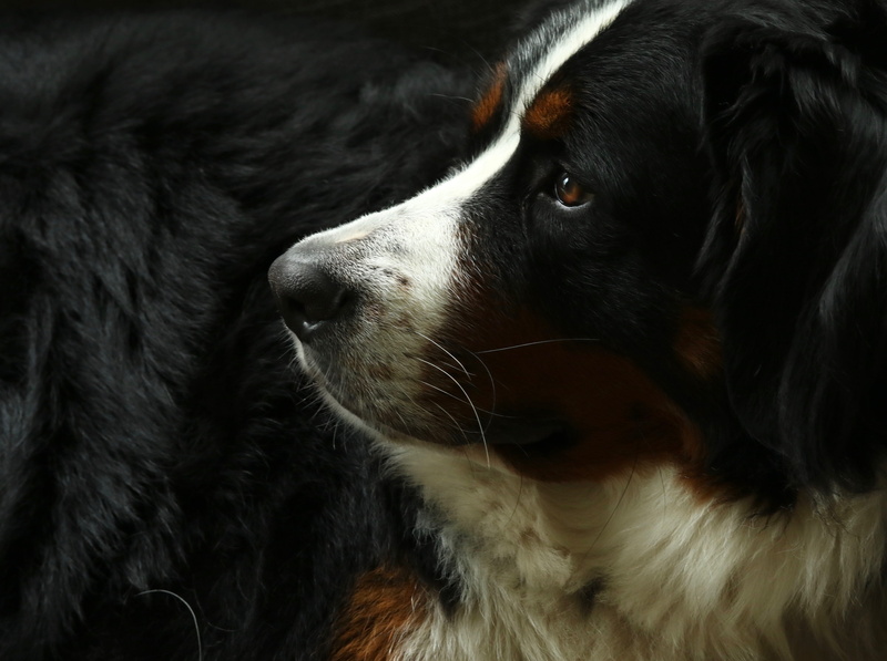 canine, black, dog, pet, mountain, mammal, close, close-up, vertebrate, profile, photography, portrait, relaxation, no people, black color, friend, domestic animals