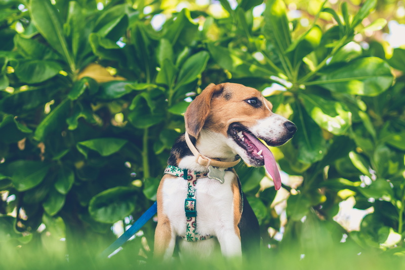 leaf, collar, canine, mammal, beside, tricolor, sitting, adult, small, animal head, shallow, vertebrate, domestic, looking, photography, black, tongue