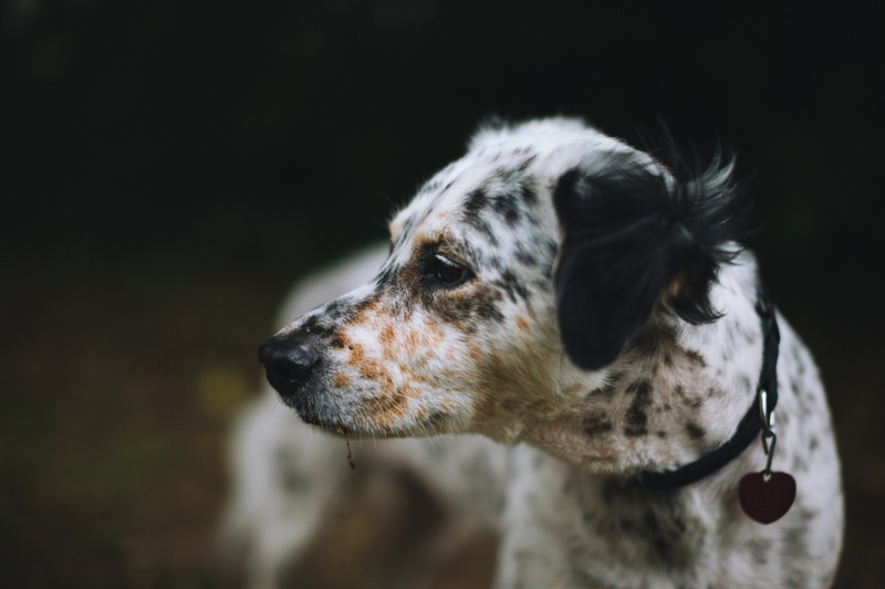 close-up, no People, profile, dog, pets, alertness, 5K, one Animal, portrait, mammal, focus, black Color, face, domestic Animals, fur, nature, doggo, cute