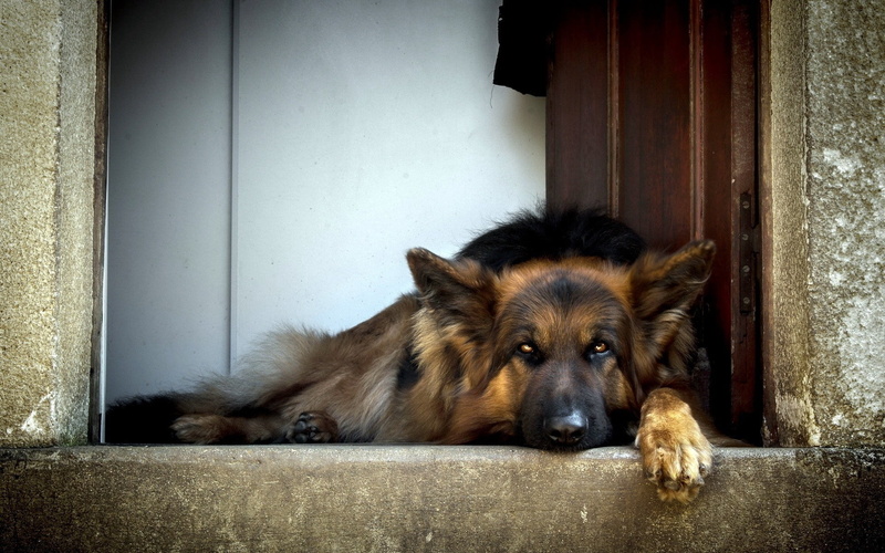 looking, lying, black, lying down, pets, purebred Dog, canine, waiting, entrance, relaxation, outdoors, day, dog, vertebrate, tan, indoors, adult, domestic