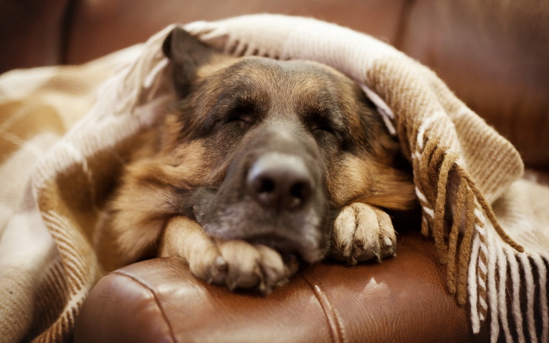 adult, comfortable, domestic Life, young animal, tan, no People, sitting, close-up, pets, domestic Animals, canine, animal, mammal, lying Down, living Room