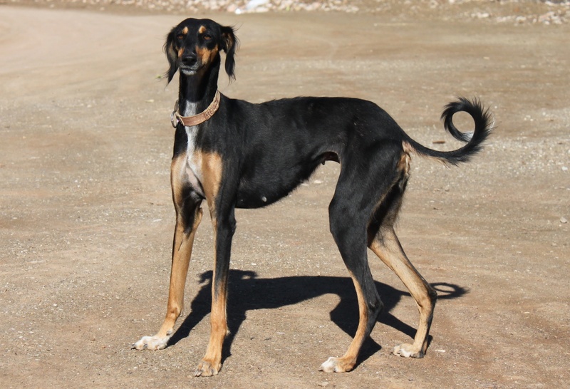 greyhound, vertebrate, collar, domestic animals, nature, 1080P, labrador retriever, outside, day, black, black color, no people, one animal, domestic