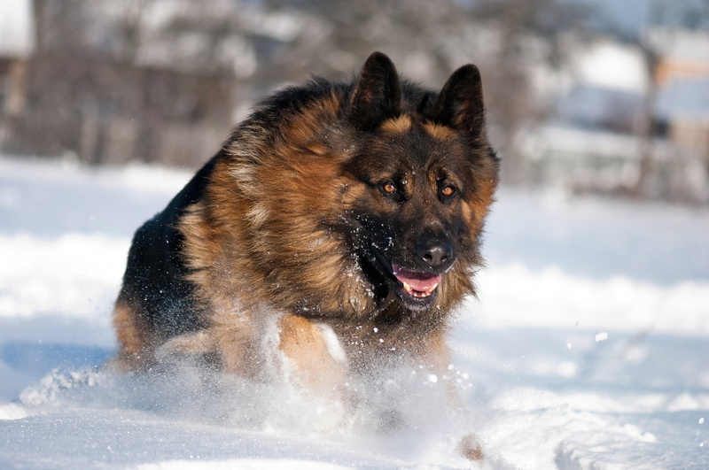 looking, cute, cold temperature, adult, domestic, shepherd, pets, canine, winter, nature, water, no People, animal themes, close-up, focus on foreground