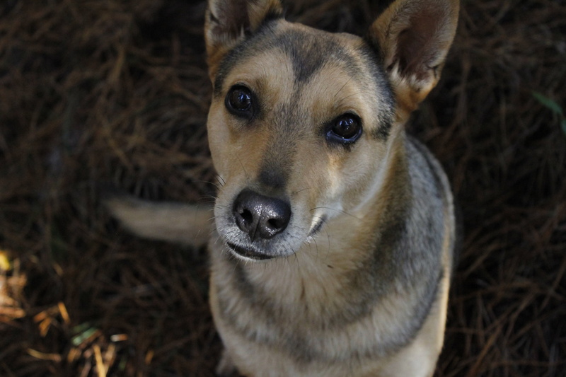 nature, purebred, face, coated, pet, domestic, funny, small, portrait, animal body part, puppy, looking, fur, no people, happy, brown, focus on foreground