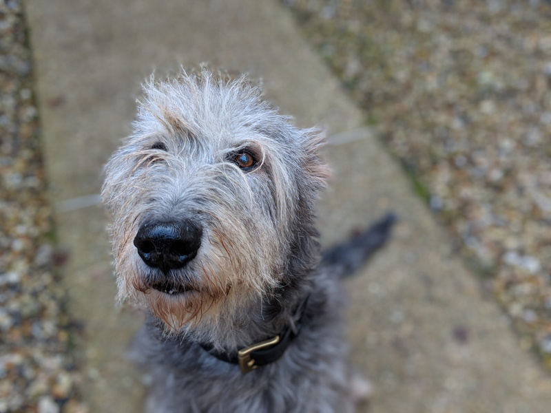 pets, animal, animal hair, one animal, focus on foreground, brown, mouth open, domestic, day, canine, portrait, long, 4K, looking, animal head, animal themes