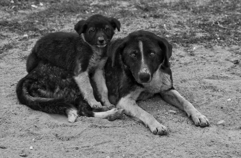 puppy, domestic animals, sitting, canine, 2K, doggy, young animal, relaxation, vertebrate, pup, mammal, portrait, domestic, companion, land, animal themes