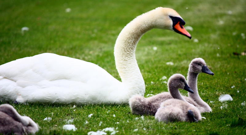 Nature, Wildlife, Look, leaning, feather, 4K, lake, Hey, Swan, bird, field, outdoors, ducklings, Cygnet, lawn, Creature, beside, daytime, Animal, Hampton Court