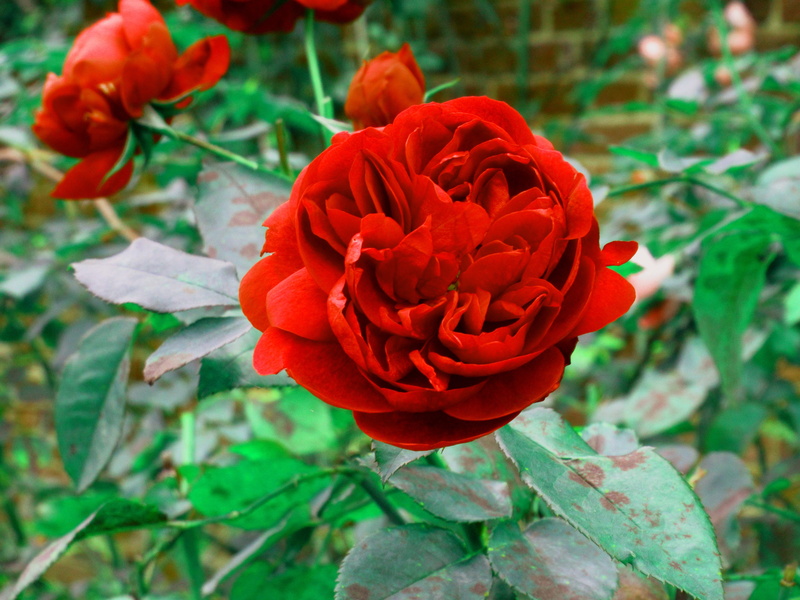 rose - flower, nature, 4K, no people, focus on foreground, flowering plant, rose, red, vulnerability, flower, fragility, hampton court, close-up, inflorescence