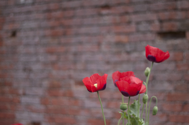 plant, outdoors, garden, hope under dinmore, vulnerability, brick wall, nature, close-up, fragility, no people, wall, petal, poppy, united kingdom, 4K