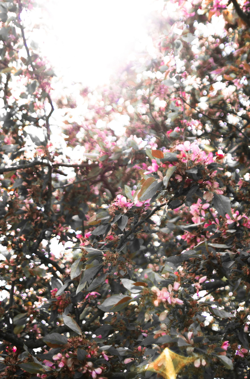 botany, branch, nature, low angle view, flower, cherry blossom, pink, fragility, no people, growth, plant, flowers, tree, vulnerability, london, day, 4K