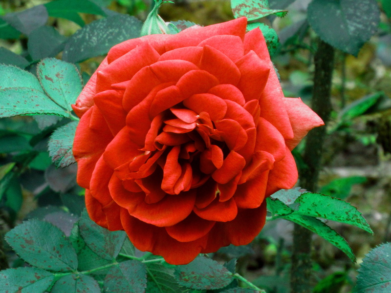 plant part, red, close-up, day, inflorescence, fragility, nature, color, leaf, 2K, plant, rose, focus on foreground, hampton court, bloom, beauty in nature