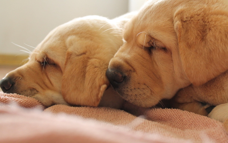 animals, 1080P, hd, sleep, dogs, puppy