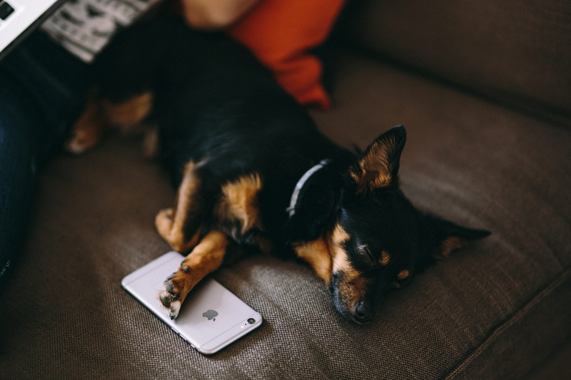 canine, lying Down, sleeping with, vertebrate, cute puppy, one animal, technology, domestic cat, focus on foreground, phone, mobile, pet, sleep, sleeping