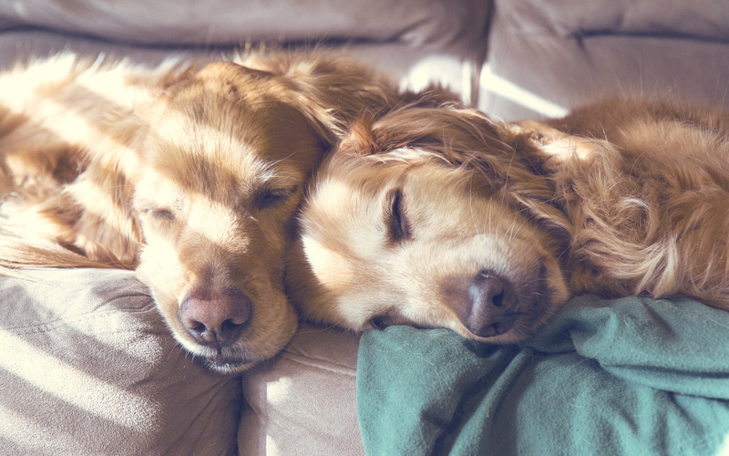 2K, hd, golden, animals, sleep, retriever, dogs, light