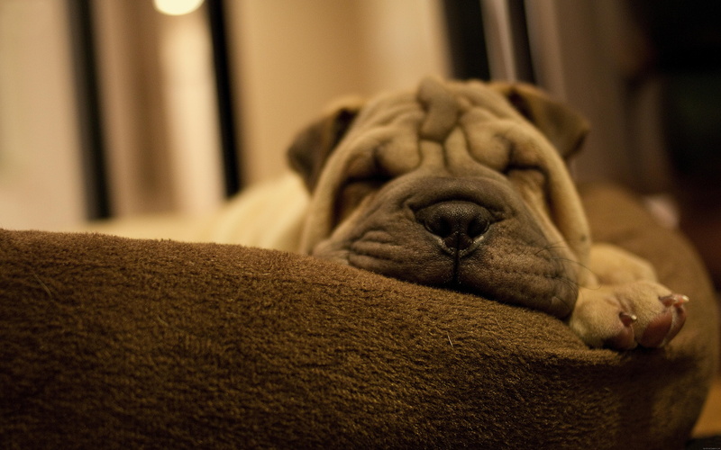 animal, short, sleeping, coat, dog, bulldog, brown, sofa, sleep, 5K