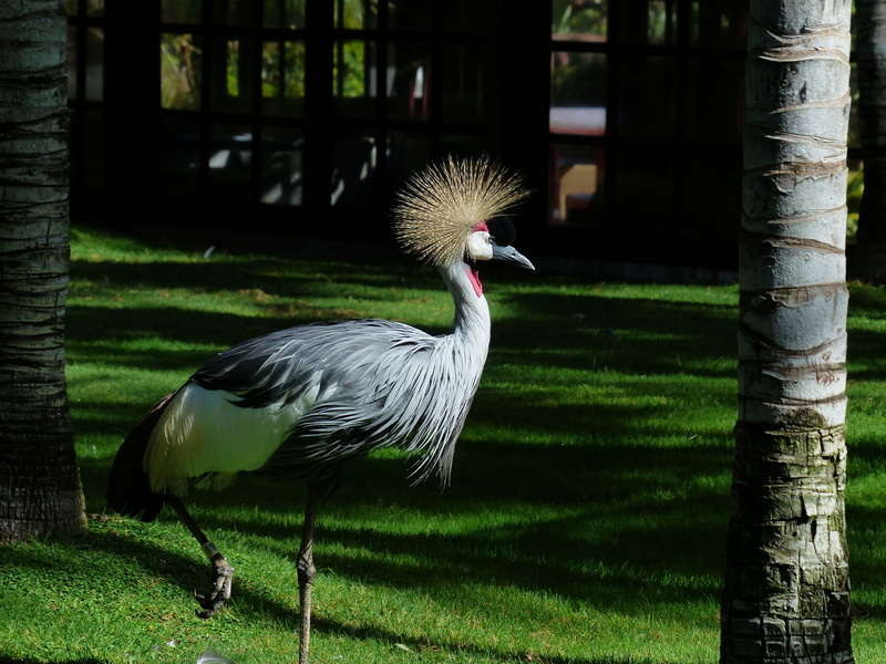 field, vertebrate, animal themes, balearica regulorum, crane - bird, animal wildlife, grey crowned crane, grey neck grey crowned crane, nature, south africa grey crowned crane
