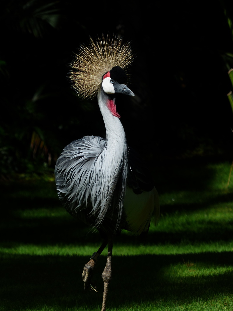 tufts of hair, vertebrate, no people, shadow, standing out, crane, selective, field, gruidae, balearica regulorum, nature, south africa grey crowned crane