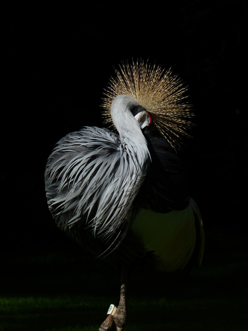 one animal, vertebrate, south africa grey crowned crane, balearica regulorum, beak, spring crown, bird, no people, day, outdoors, close-up, wildlife, nature