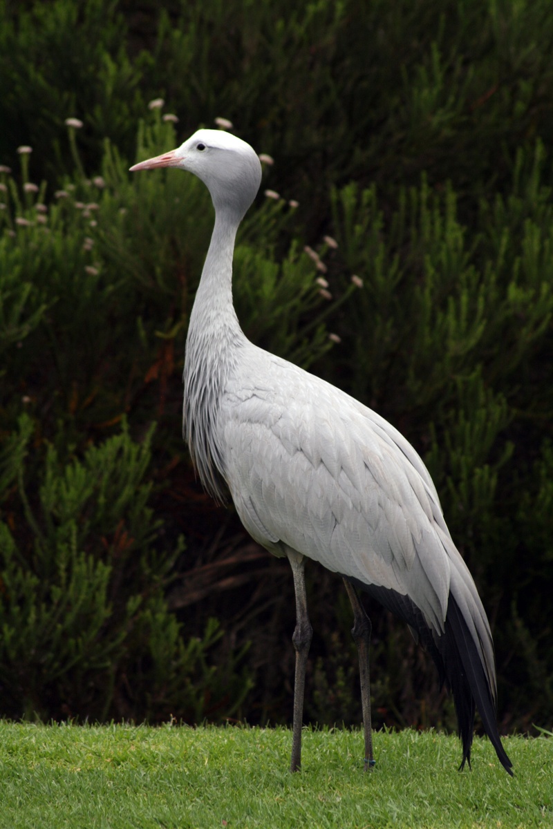 animal themes, blue, garden route, animal, bird, field, growth, vertebrate, crane, blue crane, grass, national bird, animals in the wild, cape, land, one animal