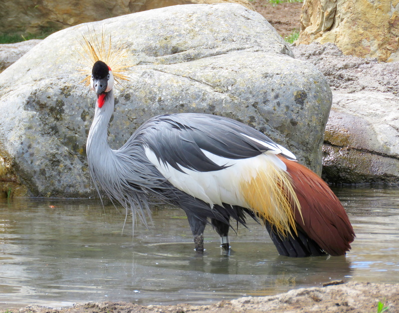 rock, lake, animal, waterfront, one animal, crowned, 4K, uganda national bird, peacock, mohawk, crane, no people, rock - object, brown, water, solid, vertebrate
