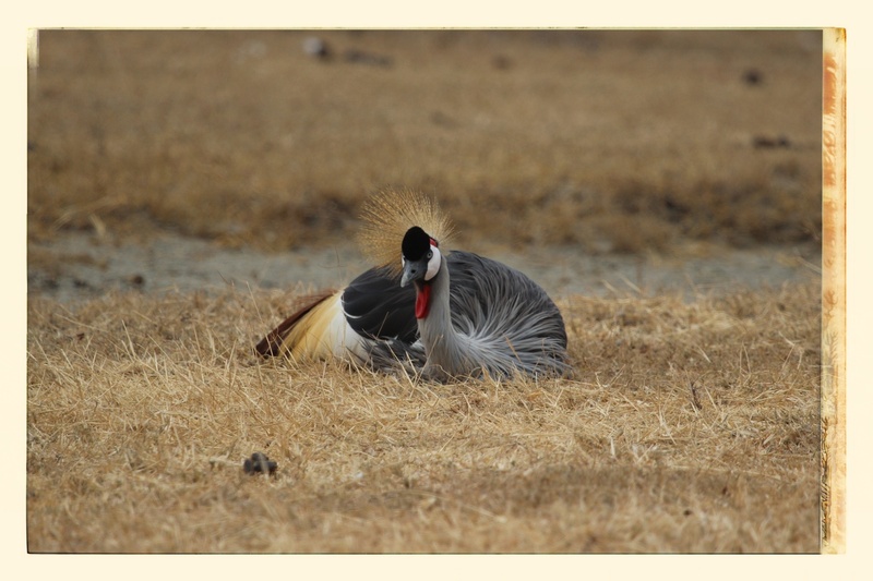day, bird, grass, focus on foreground, auto post production filter, 1080P, animals In The Wild, animal themes, no people, field, tanzania, vertebrate