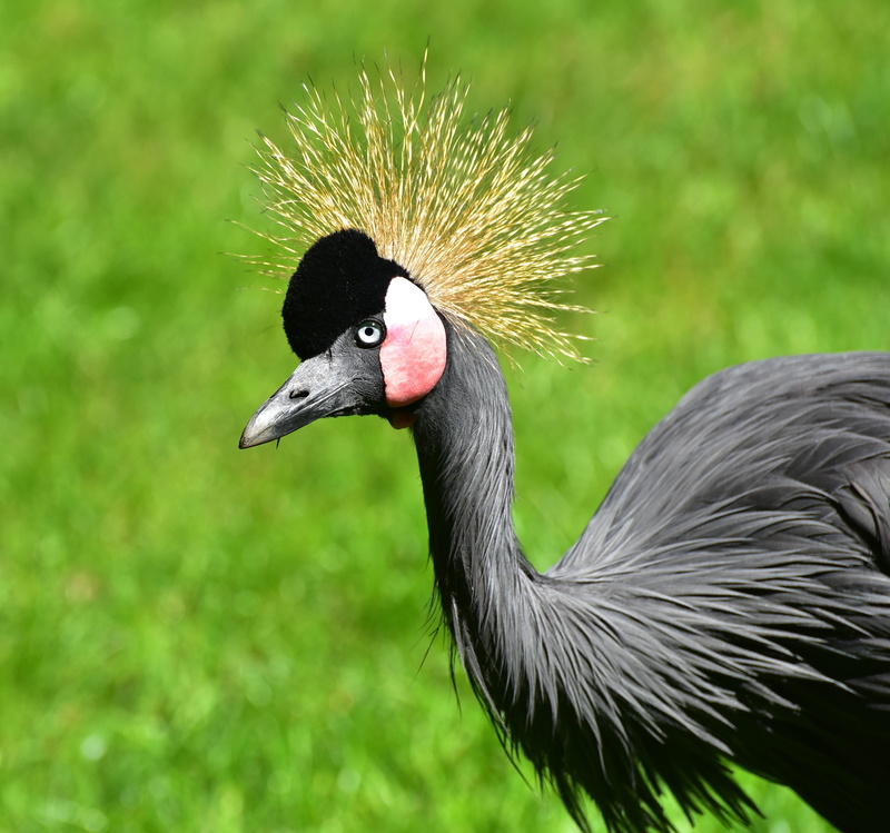 focus on foreground, one animal, beak, crane, animal eye, animal wildlife, profile view, grey crowned crane, field, animal neck, crane - bird, vertebrate