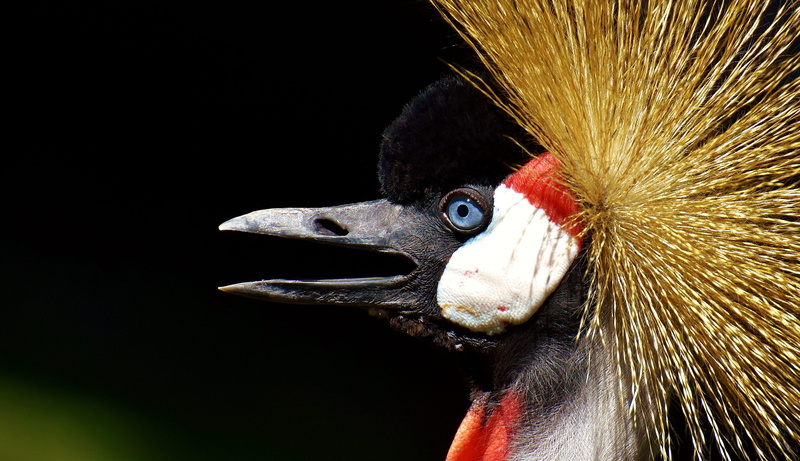 one animal, black background, animal head, colorful, 4K, portrait, selective, close-up, head, crane, studio shot, feather, bird, vertebrate, munich, grey crowned crane