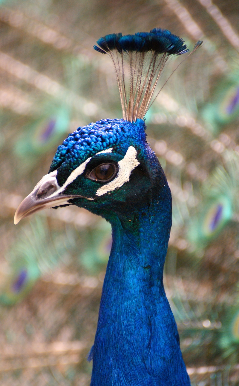 animal neck, head, bird portrait, bird feather, animal eye, birds, animal, color, peacock, animal wildlife, no people, animals in the wild, animal body part