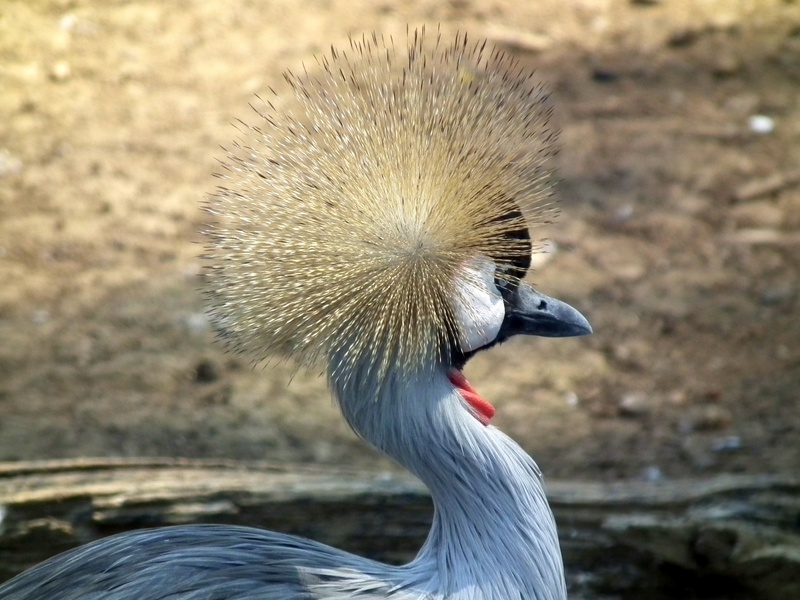 animal head, no people, africa, land, animal wildlife, crane - bird, animals in the wild, 2K, outdoors, animal themes, one animal, crane, close-up, animal neck