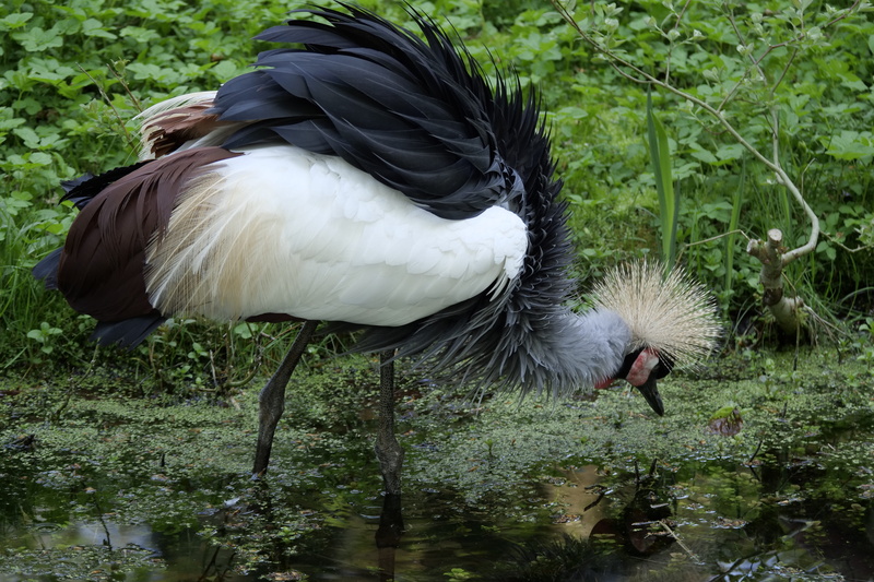 outdoors, animals in the wild, grass, green color, animal, animal wildlife, no people, animal world, white, water, feather, day, animal themes, land, crane