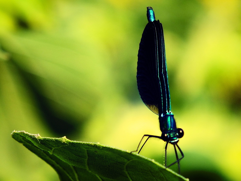 animal, one animal, Dragonfly, animals in the wild, light, green, focus on foreground, green color, Bug, animals, animal themes, beauty in nature, damselfly