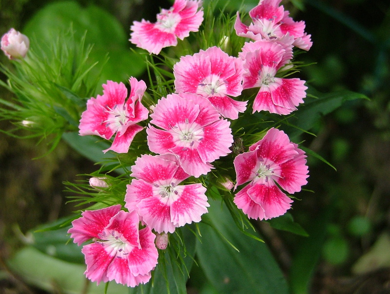 leaf, carnation pink, petal, outdoors, nature, pink color, day, freshness, flowering, beauty in nature, 2K, pollen, flower, inflorescence, growth, no people