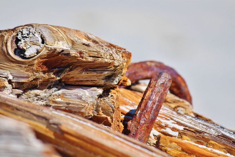 selective focus, outdoors, day, animals in the wild, plant, wood - material, Wood, close-up, focus on foreground, Rusted, Metal, food, still life, weathered